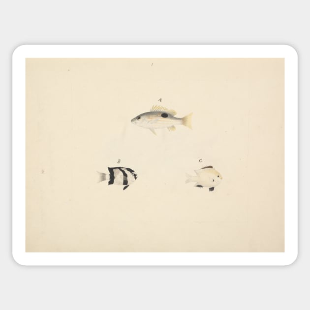 Three Unidentified Fish by Luigi Balugani Sticker by Classic Art Stall